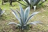 Agave blu “agave americana”, Piante vere da esterno, Pianta grassa in vaso ø 9 cm, Vivaio di Castelletto