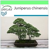 SAFLAX - Ginepro cinese - 30 semi - Juniperus chinensis