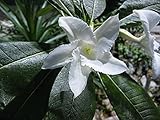 Pachypodium lamerei - Palm malgascia - Semi