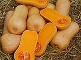 25 semi WALTHAM Butternut squash 2018