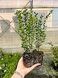 Bosso "Buxus microphylla Faulkner" pianta in vaso ø10 cm FOTO REALE Vivaio di Castelletto