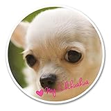 2 x 10 cm Pretty Chihuahua Dog Sticker Tablet per computer portatile auto Fun Animal # 6134