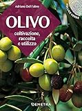 Olivo: Coltivazione, raccolta e utilizzo