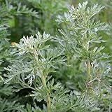 500 pz semi di assenzio, veri semi di assenzio, piante erbacee, piante da giardino (Artemisia absinthium) balcone delle erbe aromatiche, regalo del giardino Semi di piante aromatiche