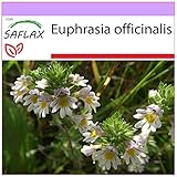 SAFLAX - Eufrasia officinale - 200 semi - Euphrasia officinalis