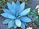 New Fresh 20pcs Blue Agave titanota Semi di piante