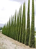 100 Semi di Cipresso Mediterraneo (Cupressus Sempervirens Pyramidalis)