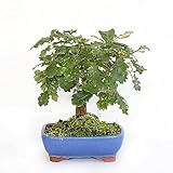 KENTIS - Bonsai Quercus Pubescens - Bonsai Roverella Giapponese - Piante Vere Decorative da Esterno - H 25-35 cm Vaso in Ceramica Ø 21 cm