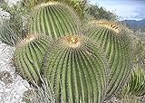 Echinocactus Platyacanthus Cactus gigante in barile Echinocactus Ingens Graines fraîches