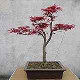 10 pezzi di albero di acero giapponese palmatum semi giardino decorazione della casa bonsai per piantare giardini