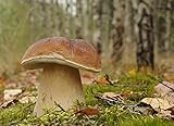 Boletus Edulis, micelio per piantare funghi