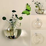 Youliy - Vaso in vetro da appendere alla parete, 12 cm, coltura idroponica, terrario, acquario, per piante e fiori in vaso
