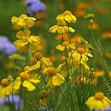 Helenium autumnale"Hay Day Yellow" [Vaso Ø14cm]