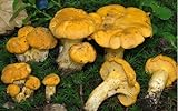 Cantharellus Cibarius (nome volgare gallinaccio), micelio, per coltivare funghi