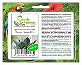 Pezzi - 10x Agave Potatorum Giardino Piante - Seme B614 - Seeds & Plants Shop by Ipsa