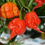 Haloppe 100/200 Pz Semi di Peperoncino Piccante per la Piantagione del Giardino di Casa, Carolina Reaper Semi di Peperoncino Peperoncino Bonsai Decorazione di Piante Ortaggi 200 pezzi