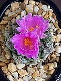 Echinocactus texensis @ cactus seme raro cactus 10 SEEDS