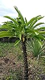 Pachypodium rutenbergianum - Madagascar Palm - 10 Semi