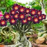 Rosa del deserto pianta vera/Splendidi Colori/Lampadine importate/IPiante verdi da giardino fiorito in vaso-2,2Bulbis