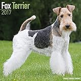 Fox Terrier