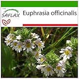 SAFLAX - Eufrasia officinale - 200 semi - Con substrato - Euphrasia officinalis