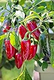 Peperoncino JALAPENO (Capsicum annuum) - SEMI