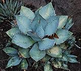 Agave Titanota Blu Bianco Alabastro Agave 15 Semi