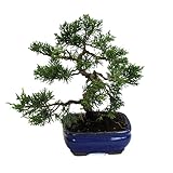 KENTIS - Bonsai di Ginepro con Vaso in Ceramica - Bonsai Juniperus - Pianta Vera da Esterno - Vaso Ø 16 cm H 20/30 cm