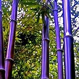 Haloppe 100 Pz Moso-Bamboo Piante Semi per la Piantagione del Giardino di Casa, Nero Viola Verde Phyllostachys Pubescens Moso-Bamboo Semi Piante da Giardino Viola