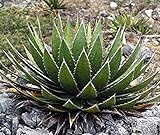 AGROBITS Agave Horrida Perotensis - 10- Spiky Foglie succulente