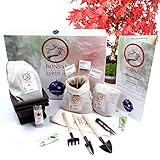 Nosy Nomad Kit Completo per Bonsai | Kit Bonsai Giapponese Zen - Include 3 Varietà di Semi di Bonsai, Terriccio, Vaso per Piante e Cassetta Attrezzi Completa in una Splendida Scatola Regalo