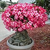 5Pcs Adenium Obesum Desert Rose Flower Semi di piante Balcone Bonsai Decorazioni da giardino per piantare giardini