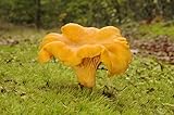 Cantharellus Cibarius (nome volgare gallinaccio), micelio, per coltivare funghi