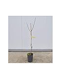 Offerta 4 Alberi di Pistacchio di 3 Anni (3 Femmine,1 Maschio)