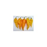 Idroponica Semi di Peperoncino Orange Bhut (Bih) jolokia