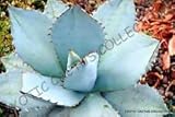 100 pezzi semi di piante di agave blu titanota