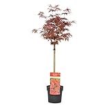 Plant in a Box - Acer palmatum  Shaina  - Acero giapponese resistente - Foglie rosse - Vaso 19cm - Altezza 80-90cm