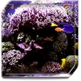 Aquarium Radiance HD - Wallpaper & Themes